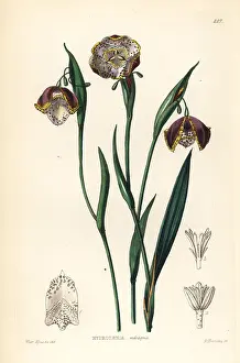 Meleagris: Tiger lily, Tigridia meleagris