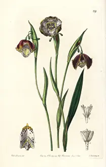Meleagris: Tiger lily, Tigridia meleagris