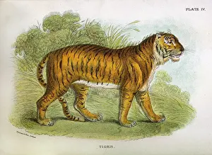 Lydekker: TIGER / LYDEKKER C1860