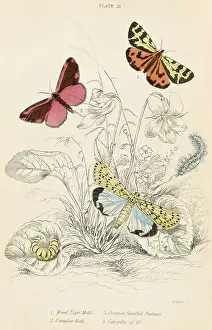Footman: TIGER MOTH AND OTHERS