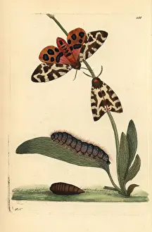 Nodders: Tiger moth, Arctia caja