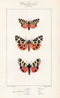 Pauquet: Tiger moth, garden tiger and hebe tiger