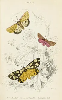 Clouded: TIGER MOTHS AND FRIEND