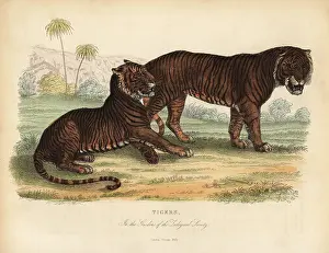 Smellie: Tiger, Panthera tigris, endangered