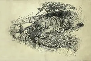 Tigers: Tiger and Peacock