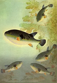 Puffer: Tiger Puffer, Takifugu rubripes