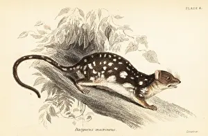 Volume Xi: Tiger quoll, Dasyurus maculatus