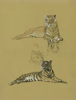Reclining: Tiger reclining - studies and view of head
