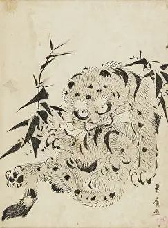 Jungles: A tiger rising in the jungle