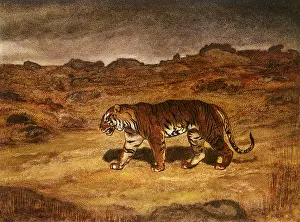 Seeking: Tiger Seeking its Prey
