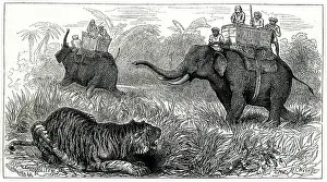 Prefer: TIGER SHOOT FROM HOWDAH 1875
