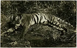 Singaporean: Tiger - Singapore, Malaysia