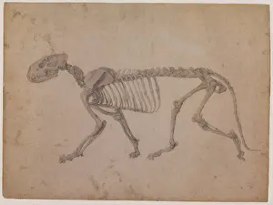 Tigers: Tiger Skeleton, Lateral View, by Stubbs