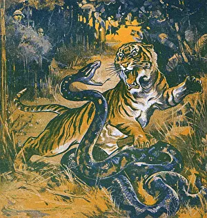 Ferocious: Tiger and snake fight in the jungle