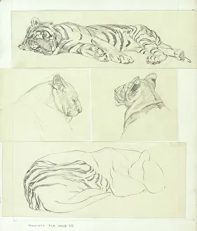 Tigers: Tiger Studies