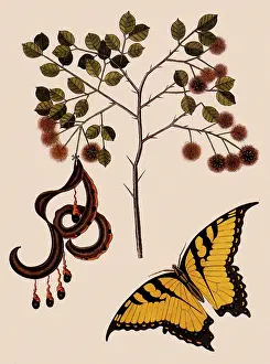 Swallowtail: Tiger Swallowtail