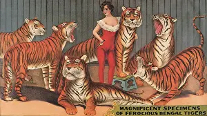 Amidst: Tiger Tamer