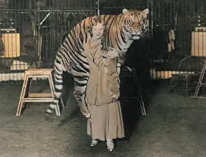 Cilly: TIGER TRAINER 1930S