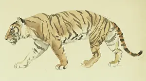 Tigers: Tiger Walking