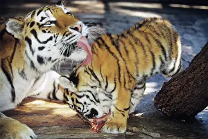 Tigers: Tigers, 1997