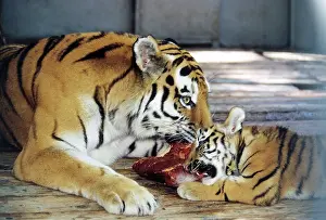 Tigers: Tigers, 1997
