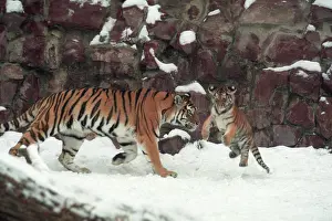 Tigers: Tigers, 1998