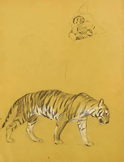 Tigers: Tigers