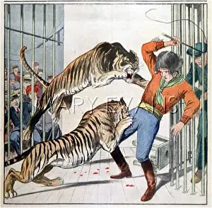 Succumb: TIGERS ATTACK TAMER
