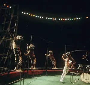 Tigers: Tigers at circus ring, 1974