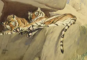 Tigers: Two Tigers relaxing on a rock shelf