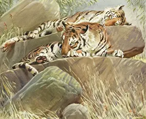 Reclined: Two Tigers resting on large rocks