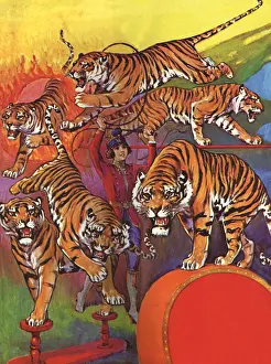 Midst: Tigers and Trainer
