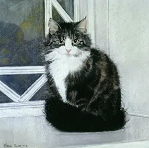Tiggy: Tiggy ' black and white cat