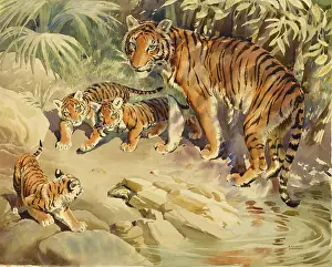 Tigress: Tigress and cubs
