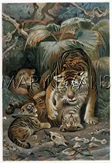 Tigress: TIGRESS AND CUBS