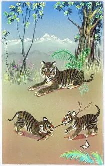 Tigress: Tigress watching two tiger cubs playing