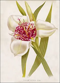 Pavonia: TIGRIDIA PAVONIA ALBA