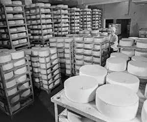 Cheese: Tikhoretsk dairy factory