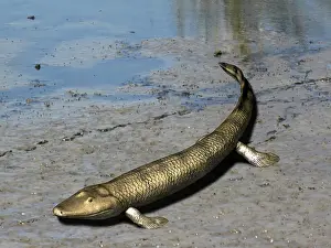Crawling: Tiktaalik is an extinct lobe-finned fish from the Late ?