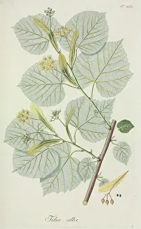 Leaved: Tilia alba