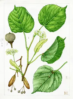 Everard: Tilia cordata - small-leaved lime