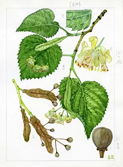 Everard: Tilia platyphyllos - large-leaved lime