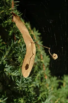 Malvales: Tilia sp. lime