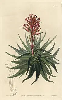 Epiphyte: Tillandsia geminiflora