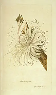 Bromeliaceae: Tillandsia geminiflora