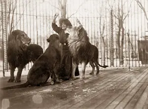 Tilly: Tilly Bebe, 1909