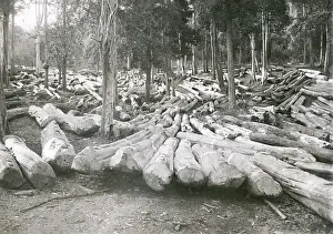 Logging: Timber logging forestry in Burma c. early 20th century