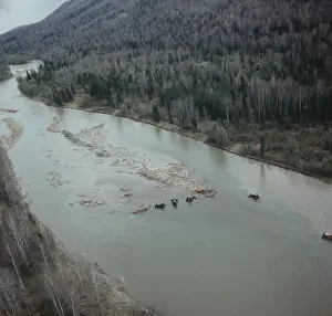 Affected: Timber rafting in Altai Territory, 1990
