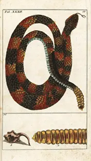 Horridus: Timber rattlesnake, Crotalus horridus