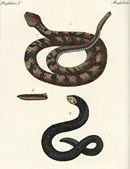 Horridus: Timber rattlesnake and water snake